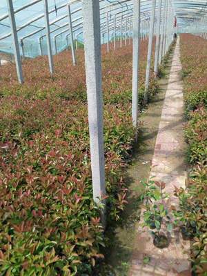 山东红叶石楠繁育基地-山东省可信赖的红叶石楠生产基地