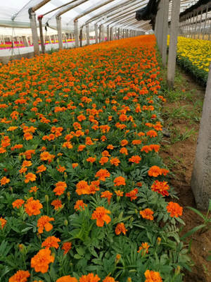 上饶青州草花基地信誉保证