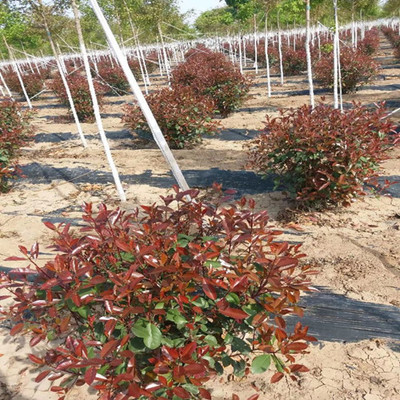 西安周至县农户种植苗木花卉批发基地