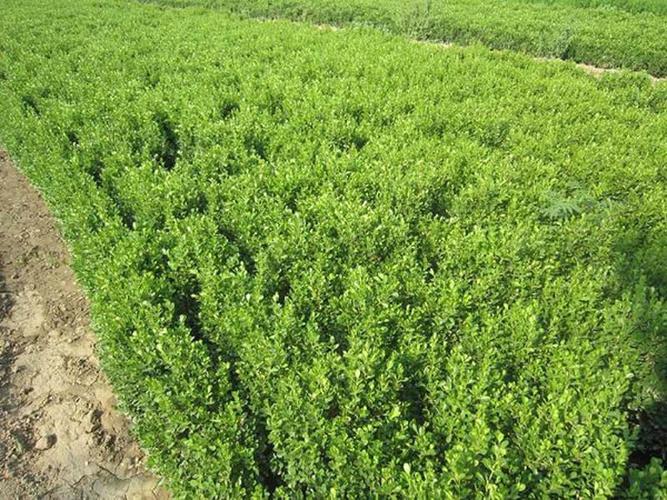 青州绿化苗木种植基地的扦插技术