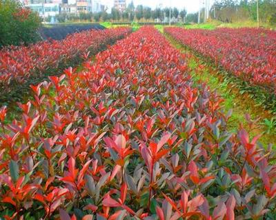 辽宁红叶石楠批发基地-江苏红叶石楠供应商-江苏红叶石楠出售