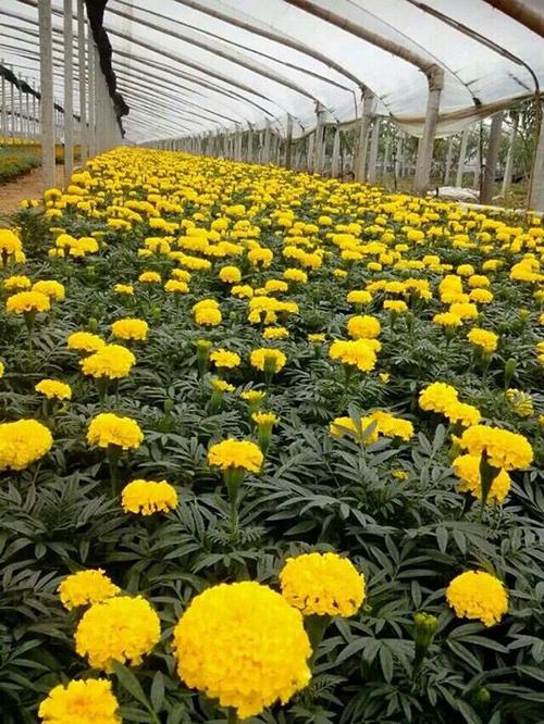 销售园林植物产品的有限责任公司——青州市全意花卉苗木种植