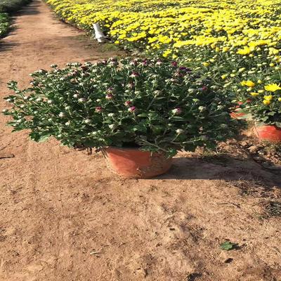 绿叶碧桃粉黛乱子草花海小苗批发山东青州花苗种苗马鞭草粉黛乱子草营养杯苗青州山合水