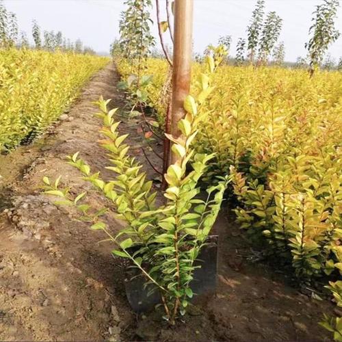 统州青州花卉苗木种植基地基地批发金叶女贞金叶女贞价格