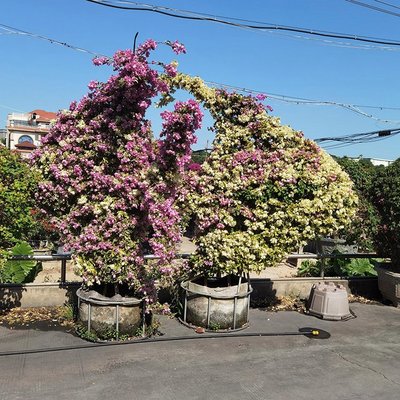 动物造型三角梅 紫花十二生肖三角梅 铁架勒杜鹃桩景 庭院盆景