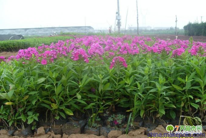 山西宿根丛生福禄考种植基地青州市向阳花卉苗木合作社