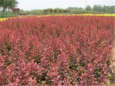 红叶石楠种植基地 想要xx的红叶小檗就来沁香花卉苗木