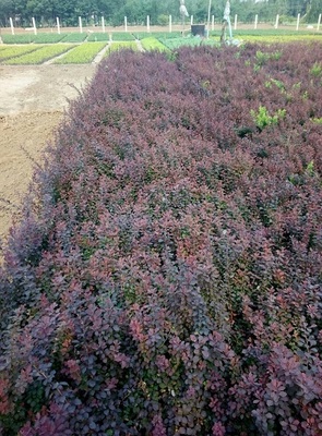 江苏红叶小劈种植基地-优良红叶小檗潍坊市哪里有