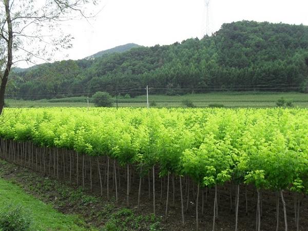 金叶复叶槭--万兴花卉苗木种植专业合作社-腻子粉,外墙腻子粉,腻子粉