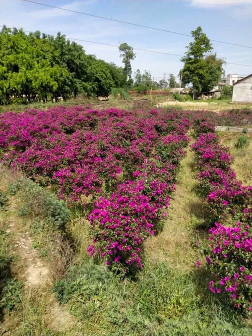 恭喜宜宾市翠屏区怡景花卉苗木种植场入驻苗木通 彭超 质优价廉