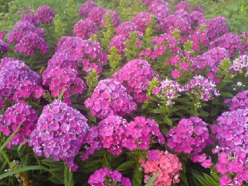 青州市全意花卉苗木种植有限公司