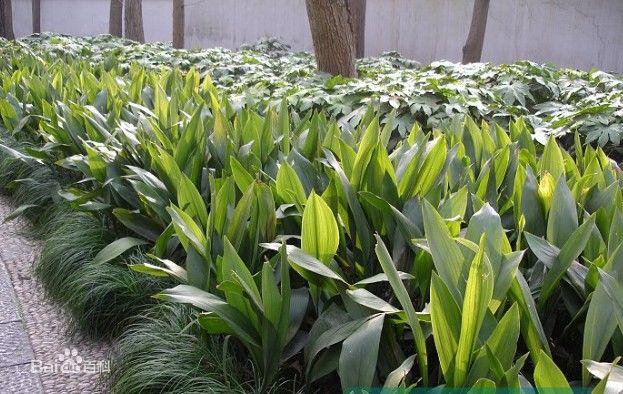 青州市李珊花卉苗木种植专业合作社的产品展示|主营产品
