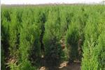 【天时地利】山东侧柏种植基地【潍坊侧柏批发价格】侧柏种植基地-青州市青城花卉苗木提供【天时地利】山东侧柏种植基地【潍坊侧柏批发价格】侧柏种植基地的相关介绍、产品、服务、图片、价格【抗寒之王在此!】山东羽衣甘蓝批发【山东羽衣甘蓝供应商】、月季种植基地、草花种植基地、冬青种植基地、青州草花价格、黄楼草花基地、