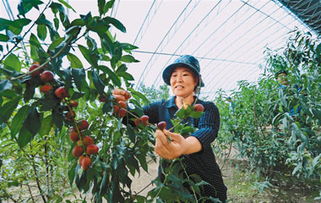 中国西藏新闻网