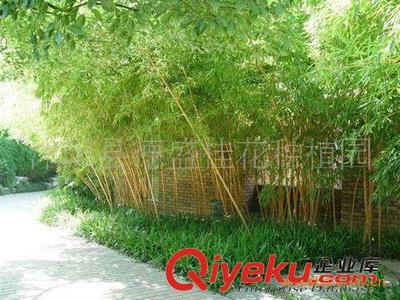 供应工厂绿化苗子竹苗类花卉紫竹、金镶玉竹、早园竹等园林竹子-沭阳县德盛桂花种植园提供供应工厂绿化苗子竹苗类花卉紫竹、金镶玉竹、早园竹等园林竹子的相关介绍、产品、服务、图片、价格沭阳县德盛桂花种植园、绿化苗木;盆景培植;销售;种子;草坪;乔木;早籽;花木
