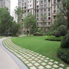 【山东厂区绿化,工厂绿化设计,工厂绿化栽植技术指导图片】山东厂区绿化,工厂绿化设计,工厂绿化栽植技术指导 - 青州市茗茜花卉苗木专业合作社