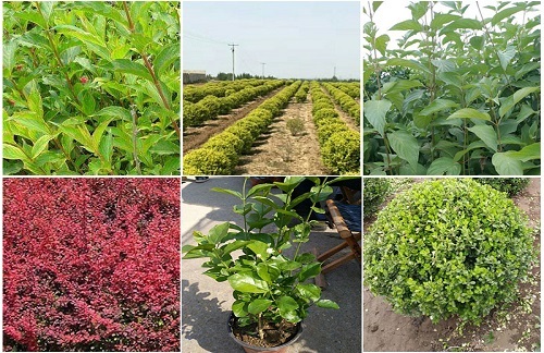 河南绿化苗木种植基地(供应商)_天卓花卉绿化苗木_农民网.