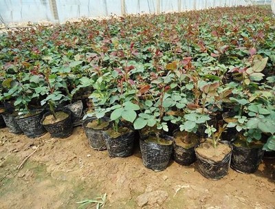 山东省青州市黄楼花卉苗木基地
