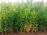山东品种好的冬青供应:种植绿化苗木-青州市双林花卉苗木专业合作社提供山东品种好的冬青供应:种植绿化苗木的相关介绍、产品、服务、图片、价格冬青、紫叶李基地、北海道黄杨基地、卫矛价格、蜀桧批发、冬青球批发、