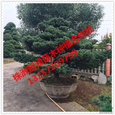 株洲市靓涵花卉苗木种植农民专业合作社