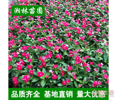 【湘林苗圃,其他夏堇夏瑾山东青州花卉盆栽时令花卉基地直销四季草花】浏阳市树巧缝苗木种植专业合作社 - 产品库