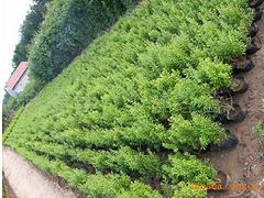 【想要易种植的花石榴就来永信花卉苗木--河北独干花石榴】想要易种植的花石榴就来永信花卉苗木--河北独干花石榴批发价格,厂家,图片,青州 花卉苗木 -
