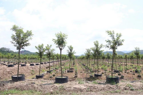 致富有招 德庆这条镇大力发展花木基地,计划种植1000亩