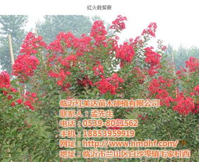 上海美国红紫薇 红美达苗木 美国红紫薇快繁技术