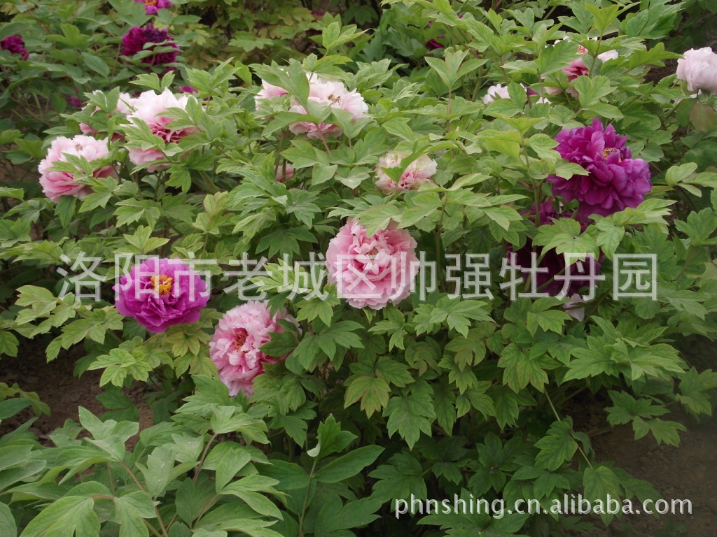 常年批发供应花卉牡丹宫品牌洛阳牡丹苗木