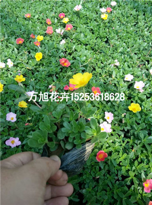 青州马齿苋种植基地!青州万旭花卉苗木基地供应产品青州市万旭花卉苗木专业合作社 - 艾特贸易网商铺展示