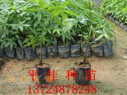 花木商情图片浏览