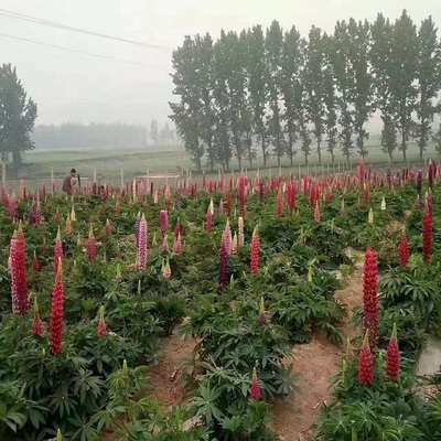 【羽扇豆 批量销售羽扇豆 树庆直销鲁冰花花苗】 - 青州市树庆花卉苗木专业合作社