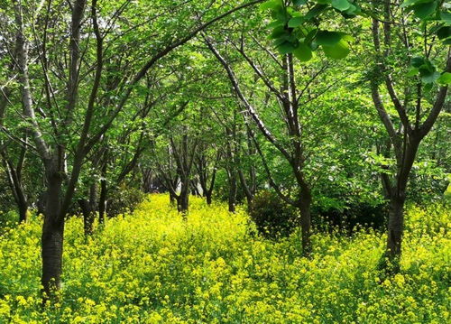 从卖花木到 卖生态 中原花木大县鄢陵升级 绿经济