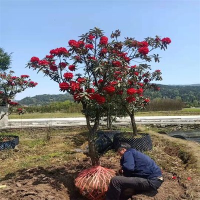 顺通苗木种植 马缨花 盆景盆栽合欢苗 高山杜鹃 绿化苗木