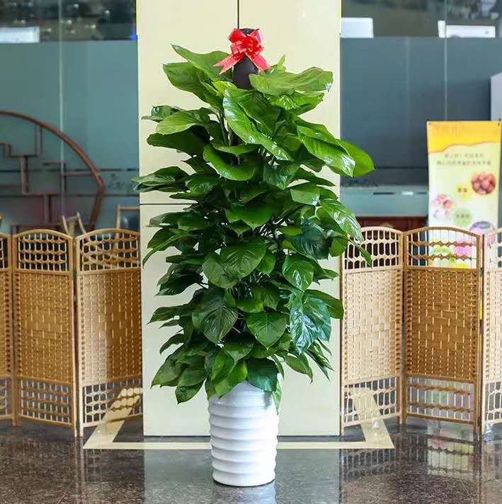 【花木租摆快速供应】- 