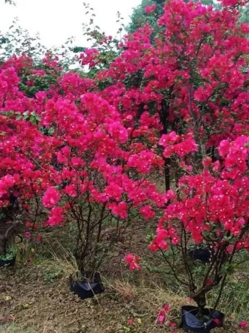 恭喜宜宾市翠屏区怡景花卉苗木种植场入驻苗木通 彭超 质优价廉