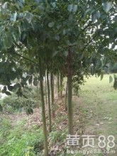 郴州市苏仙区下渡花卉苗木种植专业合作社