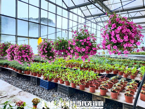 百里杜鹃瑞禾集团 谋划 花产业 助村美民富
