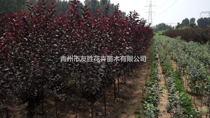 山东紫叶李种植基地,青州紫叶李批发图片