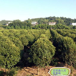 八月桂花价格 6公分130元 杭州八月桂花价格