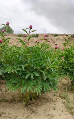 芍药苗木种植基地 苗圃批发 3到5年苗 牡丹芍药