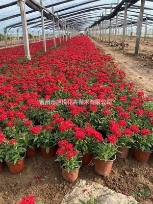 美女樱种植基地 美女樱价格