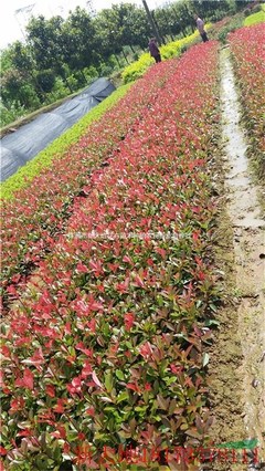 株洲市新大地花卉苗木种植农民专业合作社