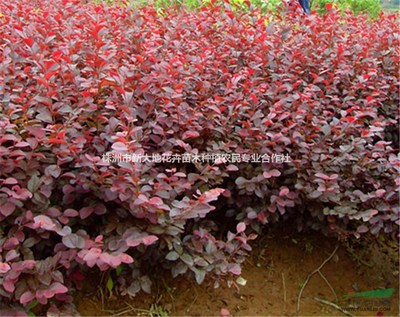 株洲市新大地花卉苗木种植农民专业合作社