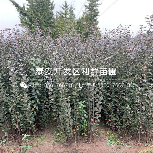 【山东烟富8号苹果树苗、烟富8号苹果树苗价格】- 
