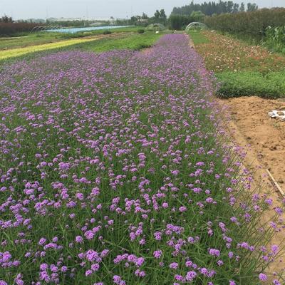 【凤仙花价格 基地种植 青州凤仙花营养杯】 - 青州市御景花卉苗木专业合作社