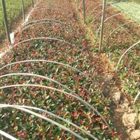 供应红叶石楠_米径10公分_株洲种植地_高度300公分 | 株洲市新大地花卉苗木种植农民专业合作社