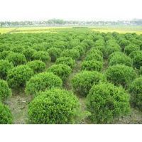 【潍坊龙柏球种植基地大量供应龙柏球树苗图片】潍坊龙柏球种植基地大量供应龙柏球树苗图片大全 - 青州市万绿花卉苗木专业合作社