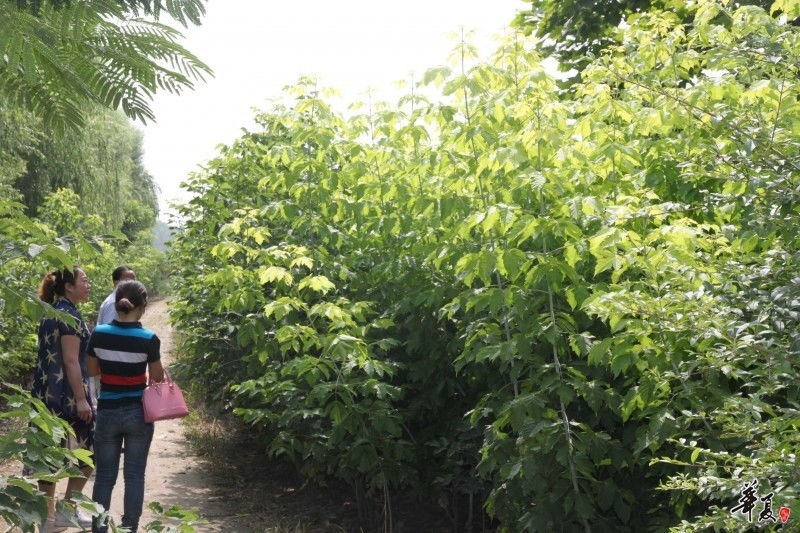 2015.7华夏园林实地考察扶沟县绿源特色花木种植专业合作社