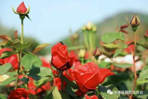 保康寺坪月季花海惊艳绽放 美若仙境,赶紧约起
